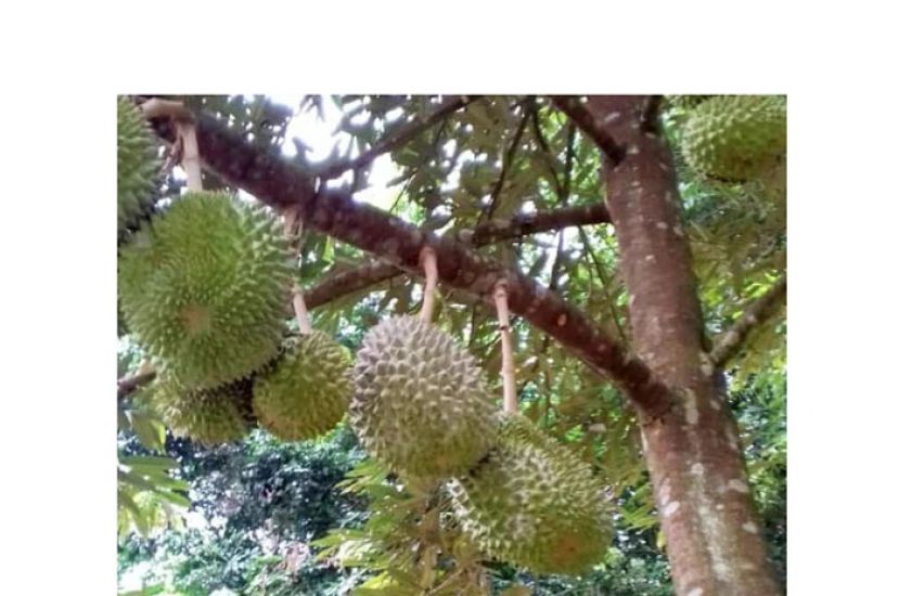 大马鲜榴莲获准出口中国　末沙布鼓励大规模种植