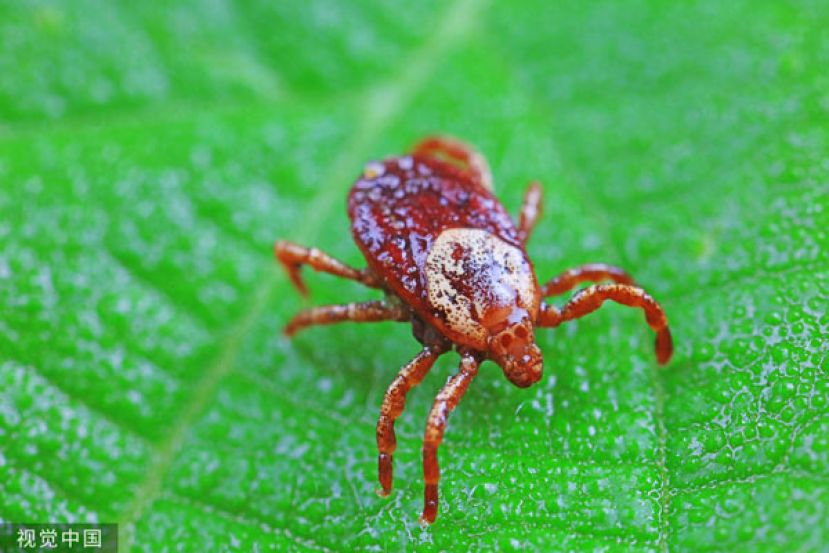 以蜱虫为媒介的传染病&ldquo;发热伴血小板减少症候群&rdquo;去年在日本的感染病例数创新高。