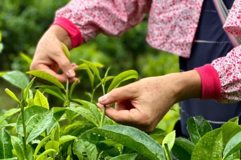 一心二叶&rdquo;的摘茶法。