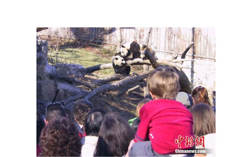 2002年1月，前往华盛顿国家动物园观赏&ldquo;添添&rdquo;和&ldquo;美香&rdquo;的美国民众络绎不绝。