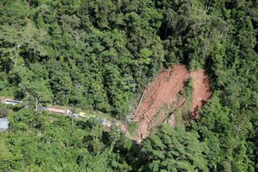 巴西亚马孙地区发现88.5米大树　或为世界最高