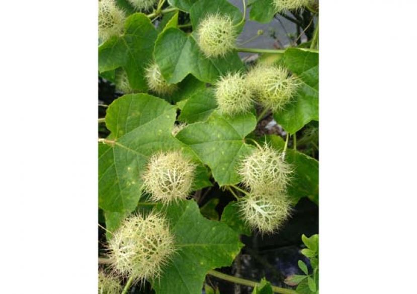 毛茸荣的&ldquo;毛西番莲&rdquo;。