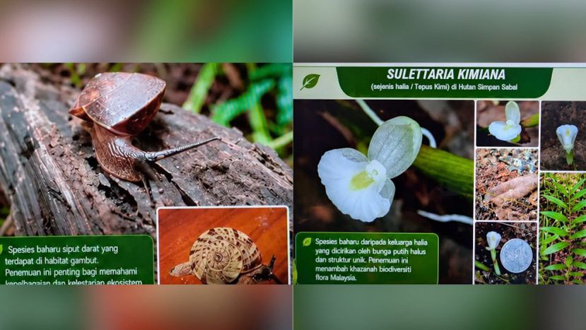 阿旺登雅：砂拉越森林发现了2个全新的动植物物种