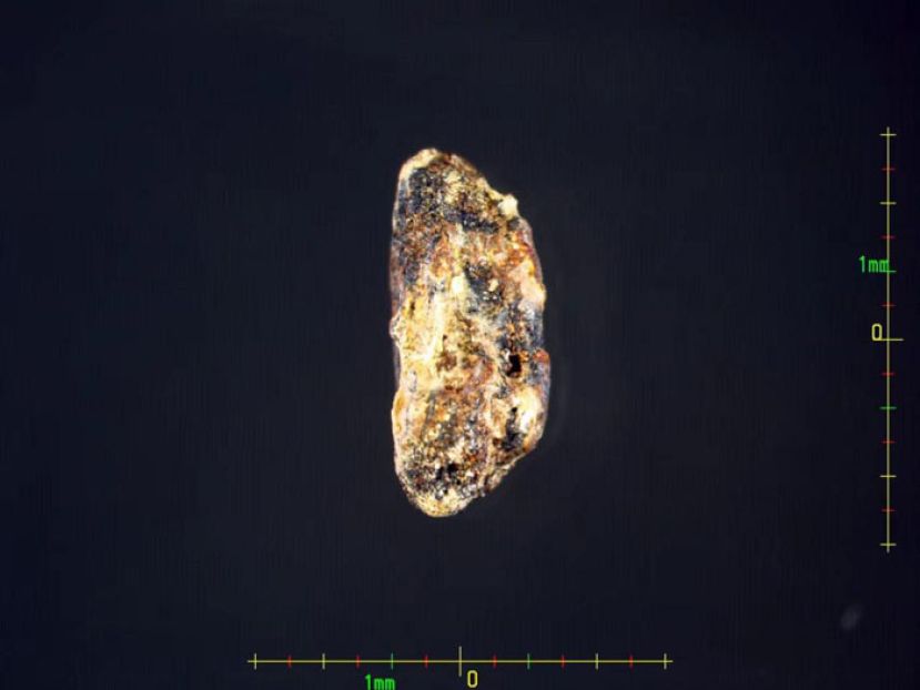 上山遗址发现的距今10000年的炭化稻米。
