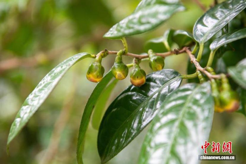 金花茶含苞待放。