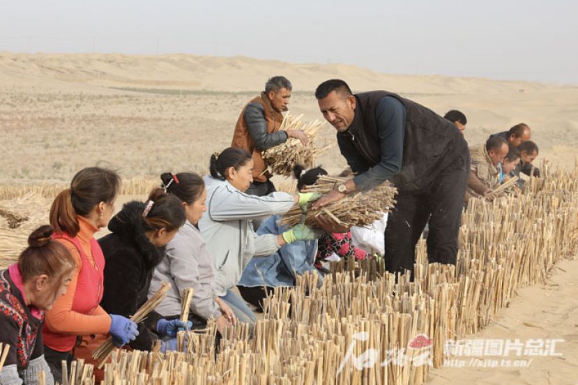 参与治沙的群众在于田县城以北20公里左右的一处治沙现场铺设草方格。