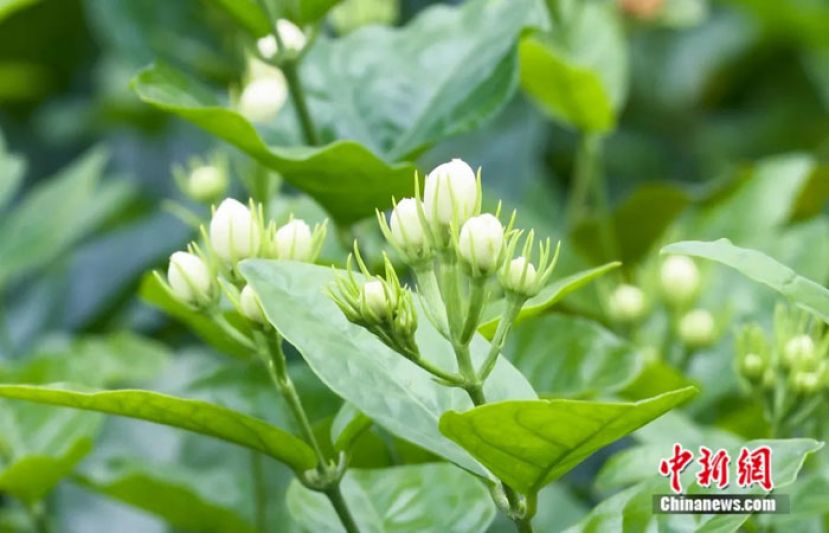 茉莉花。