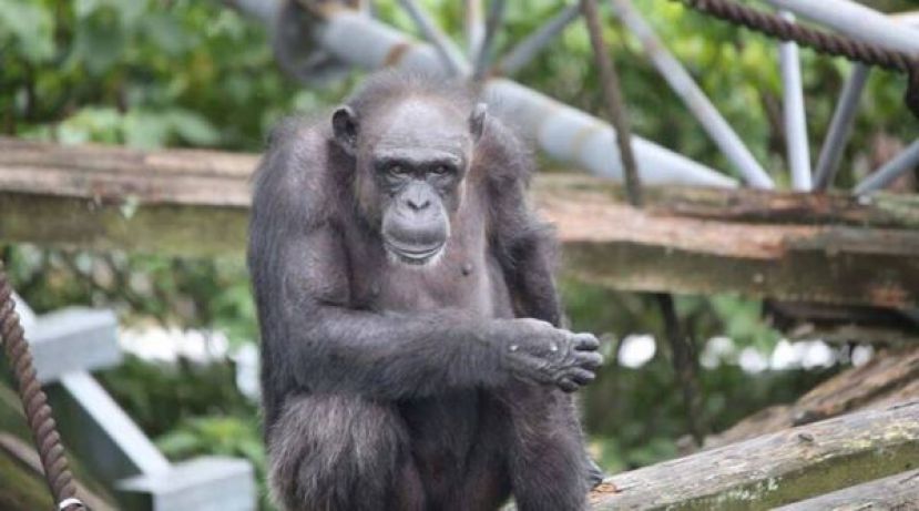 会认字开锁，日本&ldquo;天才黑猩猩&rdquo;去世。