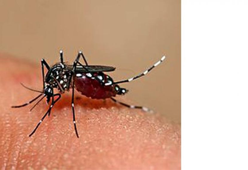 李文材：已逾11万宗  骨痛热症病例剧增70%