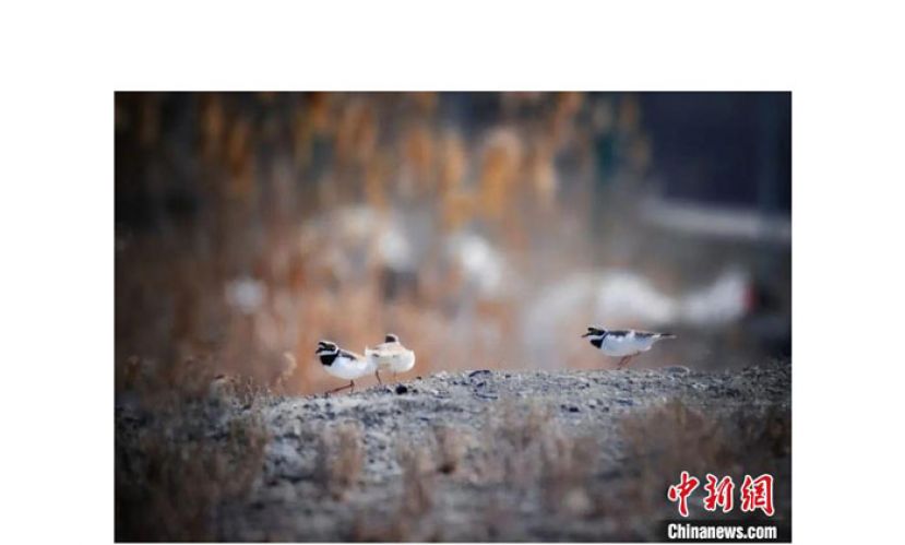 王锡军镜头下的鸟类。