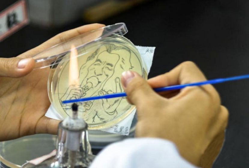 南京高校大学生 脑洞大开用细菌作画