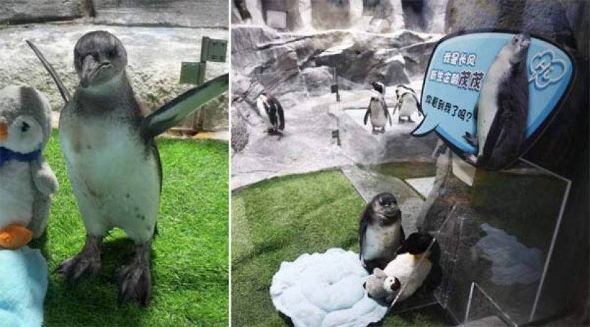 非洲企鹅&ldquo;茂茂&rdquo;出世百天 元旦日上海首次亮相。