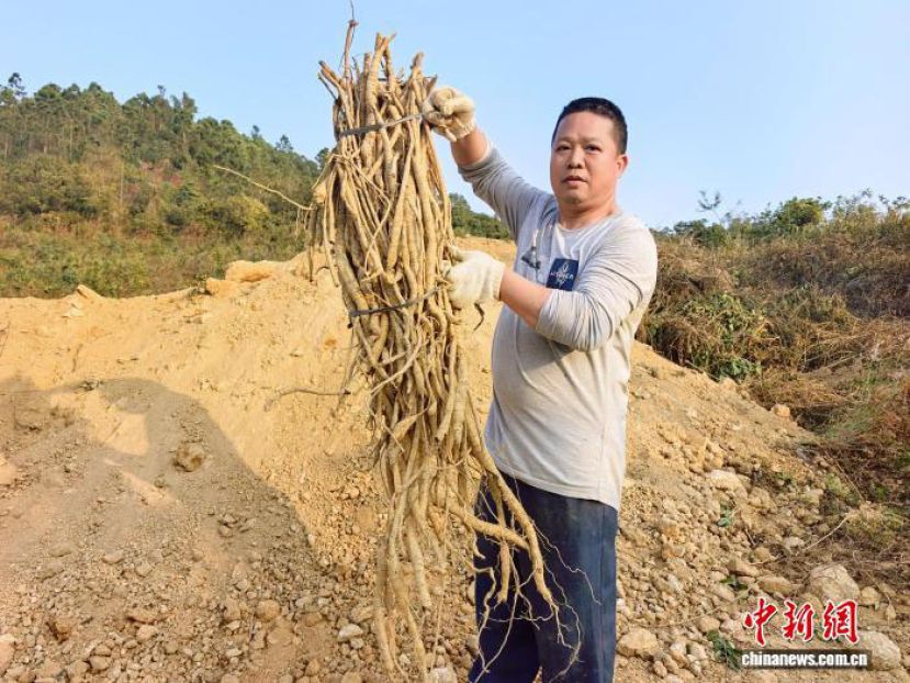 广东台山市一牛大力种植户展示刚挖的牛大力。
